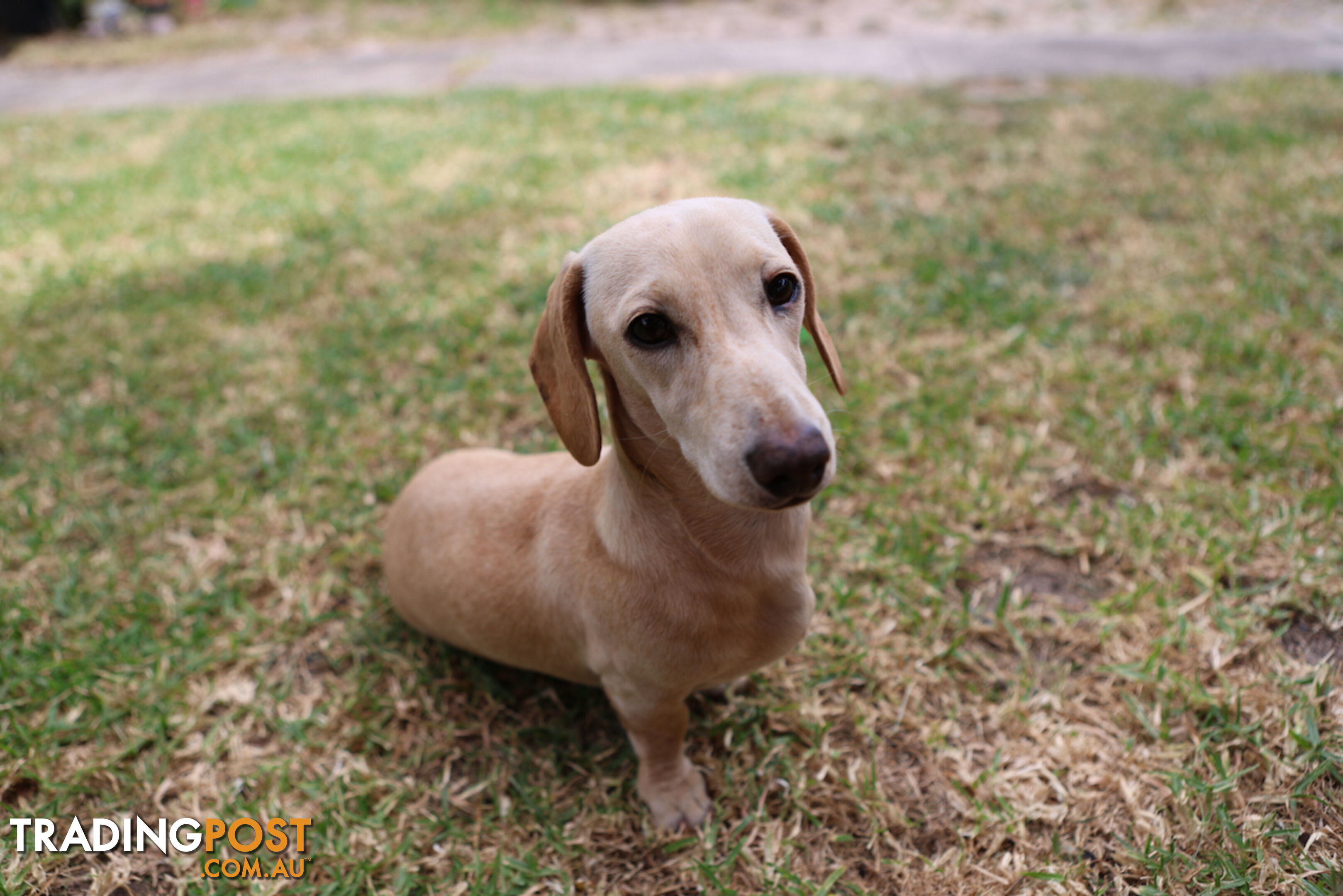 Miniature smooth haired dachshund