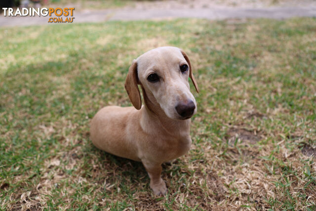 Miniature smooth haired dachshund