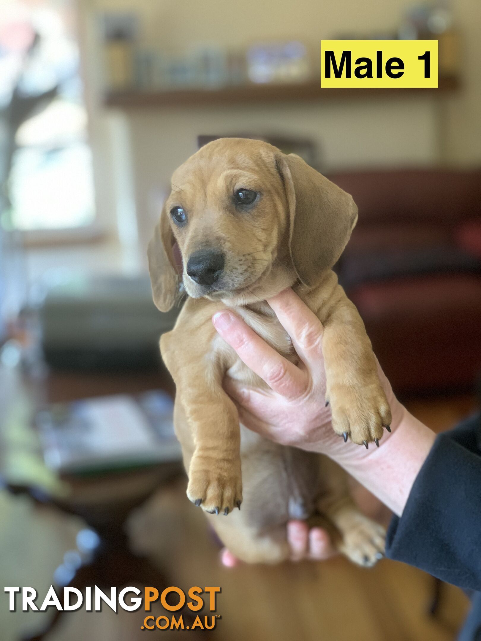 Miniature smooth haired dachshund