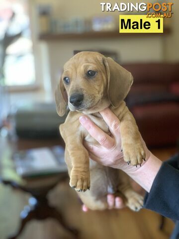 Miniature smooth haired dachshund