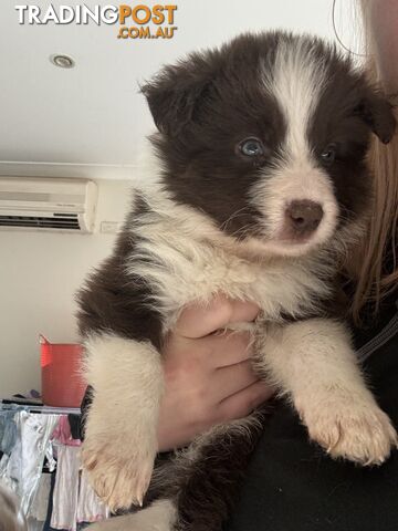 Border collie puppies