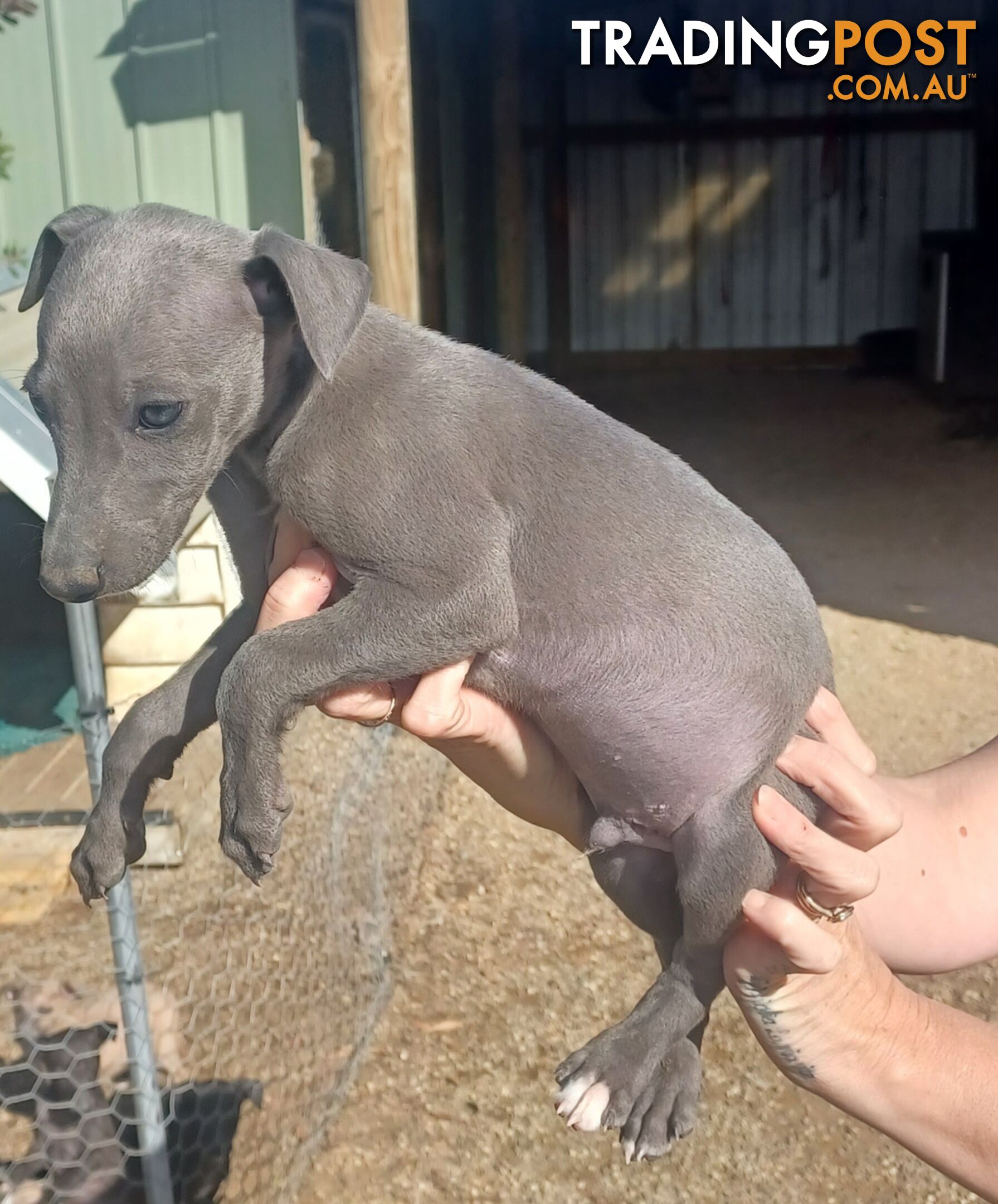 Gorgeous, Purebred, Whippet, Puppies.