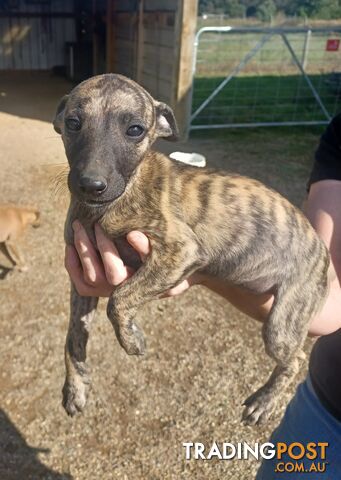 Gorgeous, Purebred, Whippet, Puppies.