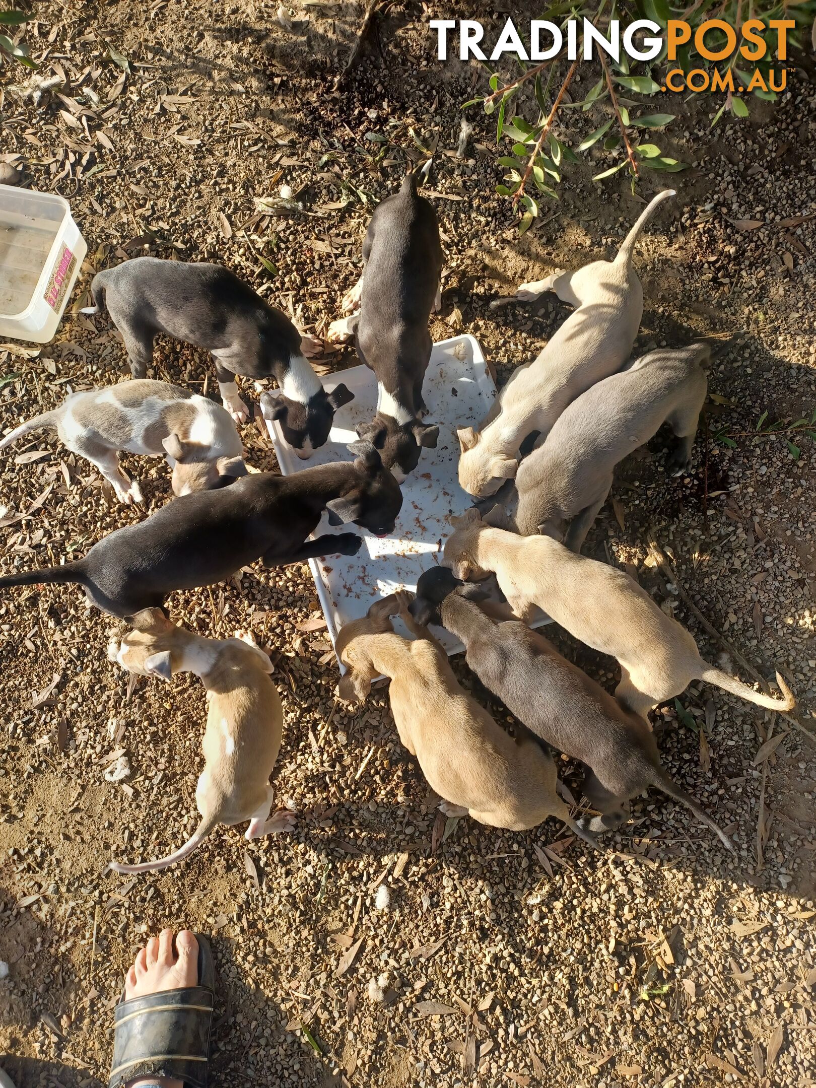 Gorgeous, Purebred, Whippet, Puppies.