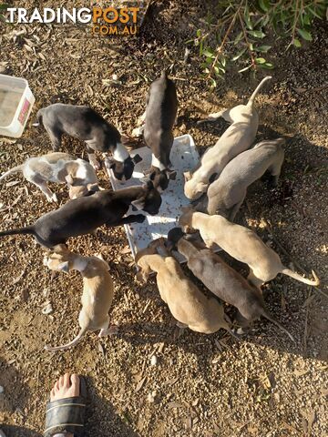 Gorgeous, Purebred, Whippet, Puppies.