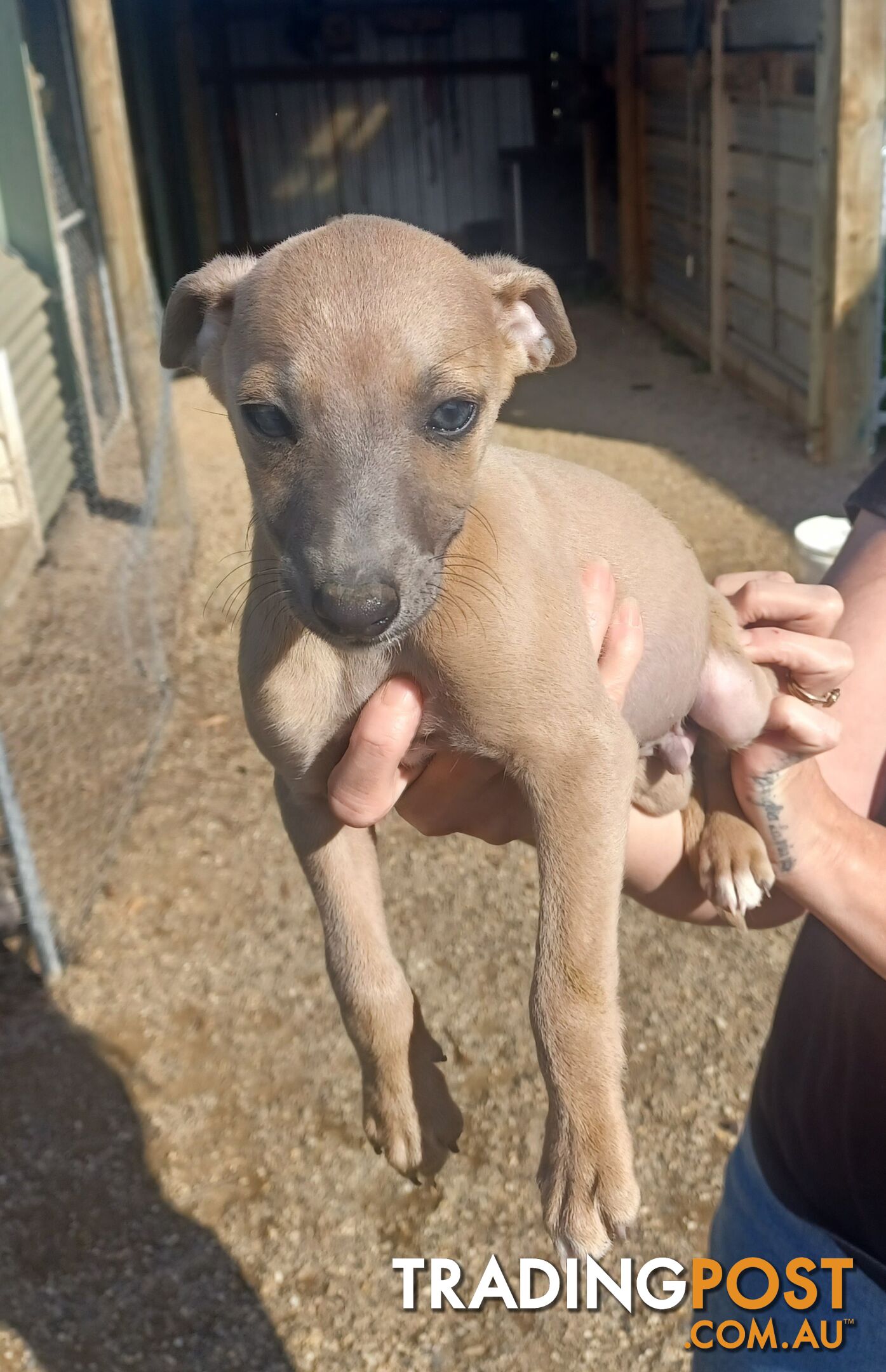 Gorgeous, Purebred, Whippet, Puppies.