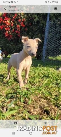 Family Friendly Purebred Whippet Puppies