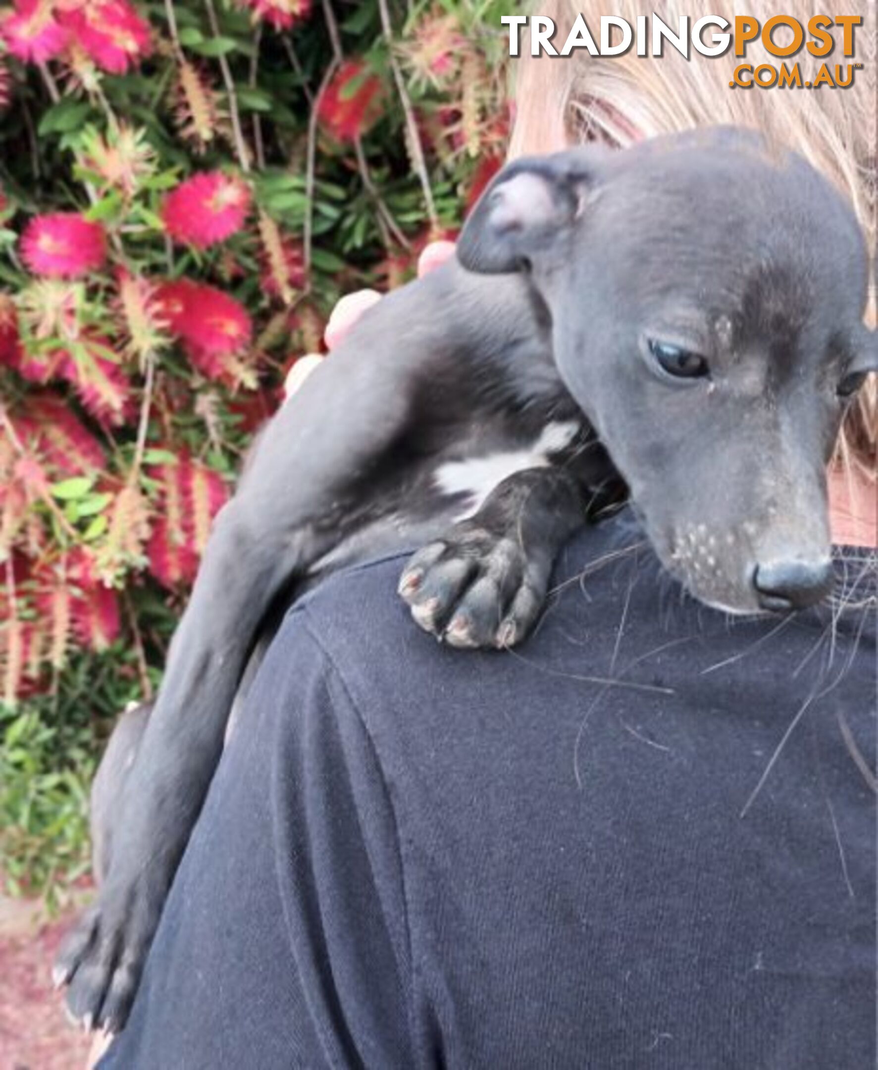 Family Friendly Purebred Whippet Puppies