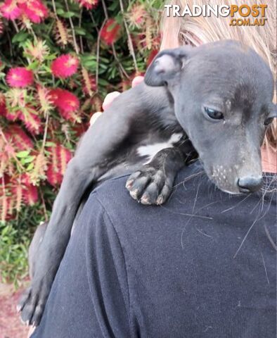 Family Friendly Purebred Whippet Puppies