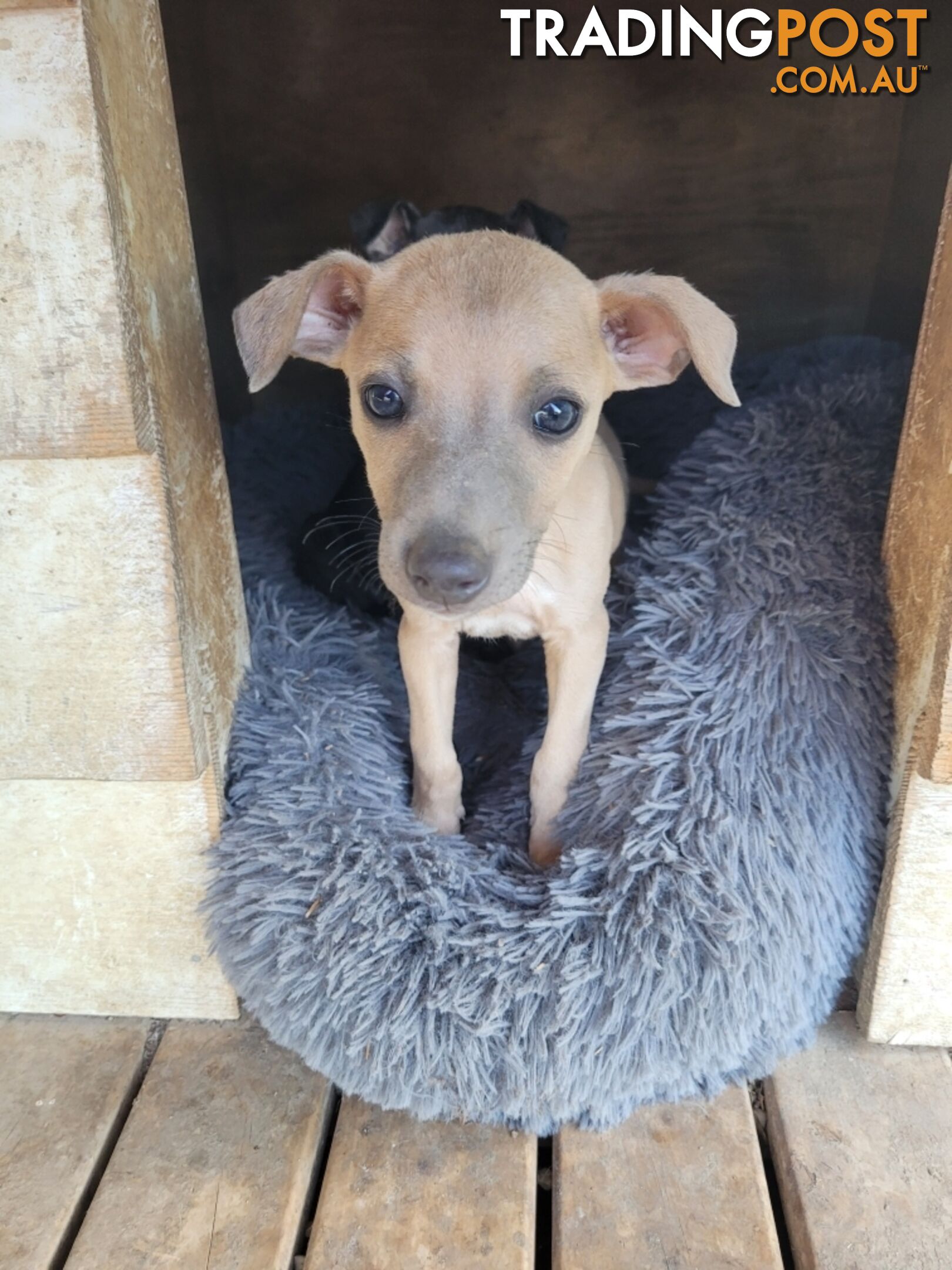 Family Friendly Purebred Whippet Puppies