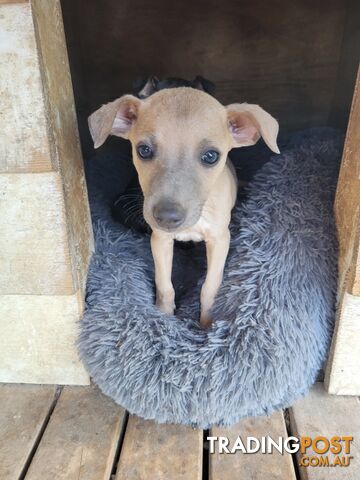 Family Friendly Purebred Whippet Puppies