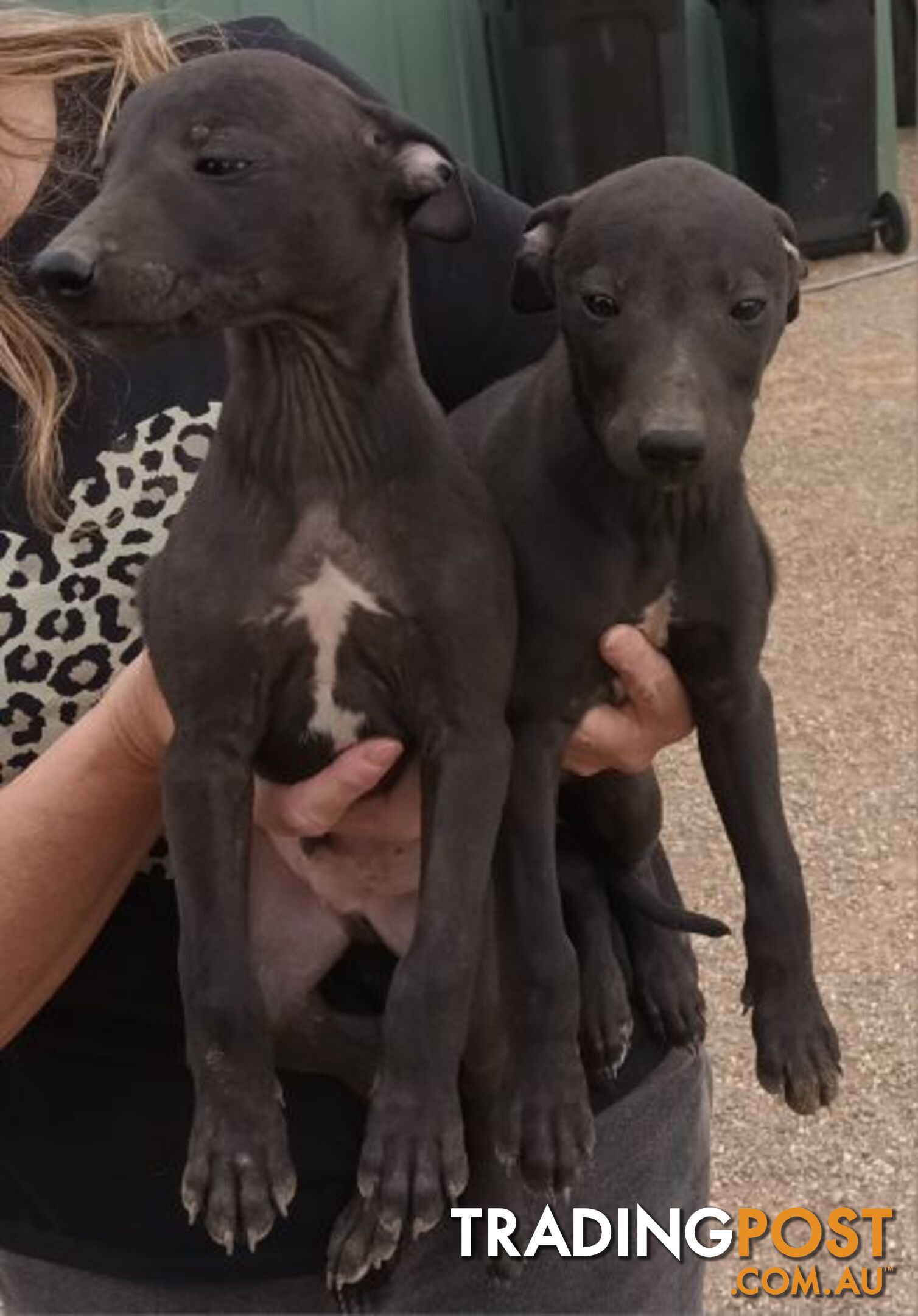 Family Friendly Purebred Whippet Puppies