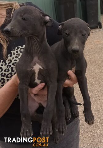 Family Friendly Purebred Whippet Puppies