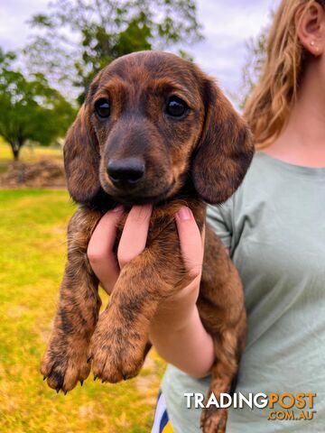 Brindle-And-Sable-Short-Long-Haired-Miniature-Dachshunds