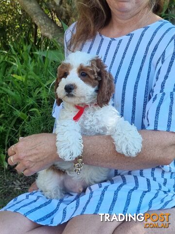 Cavoodle puppies DNA clear