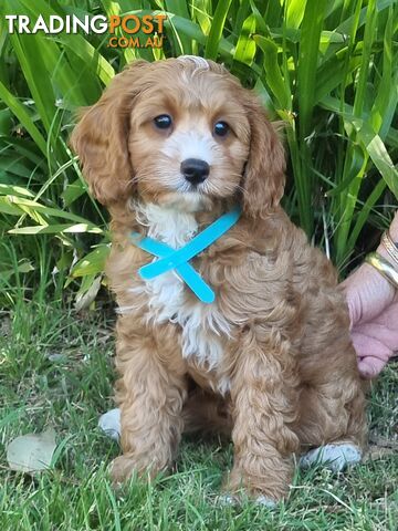 Cavoodle puppies DNA clear