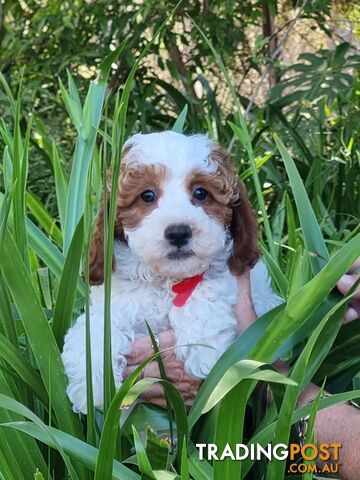 Cavoodle puppies DNA clear