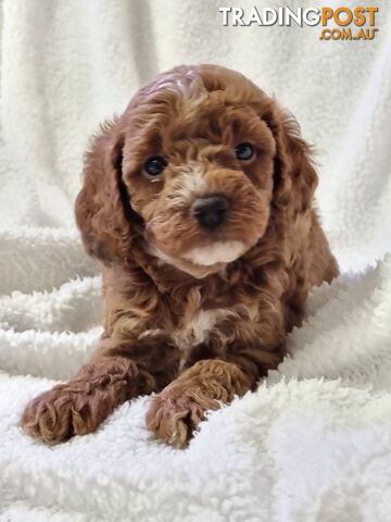 Toy Cavoodles DNA Clear