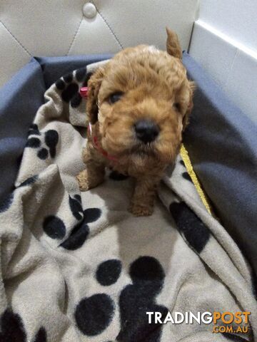 Adorable toy Cavoodle Puppies Looking for Loving Homes