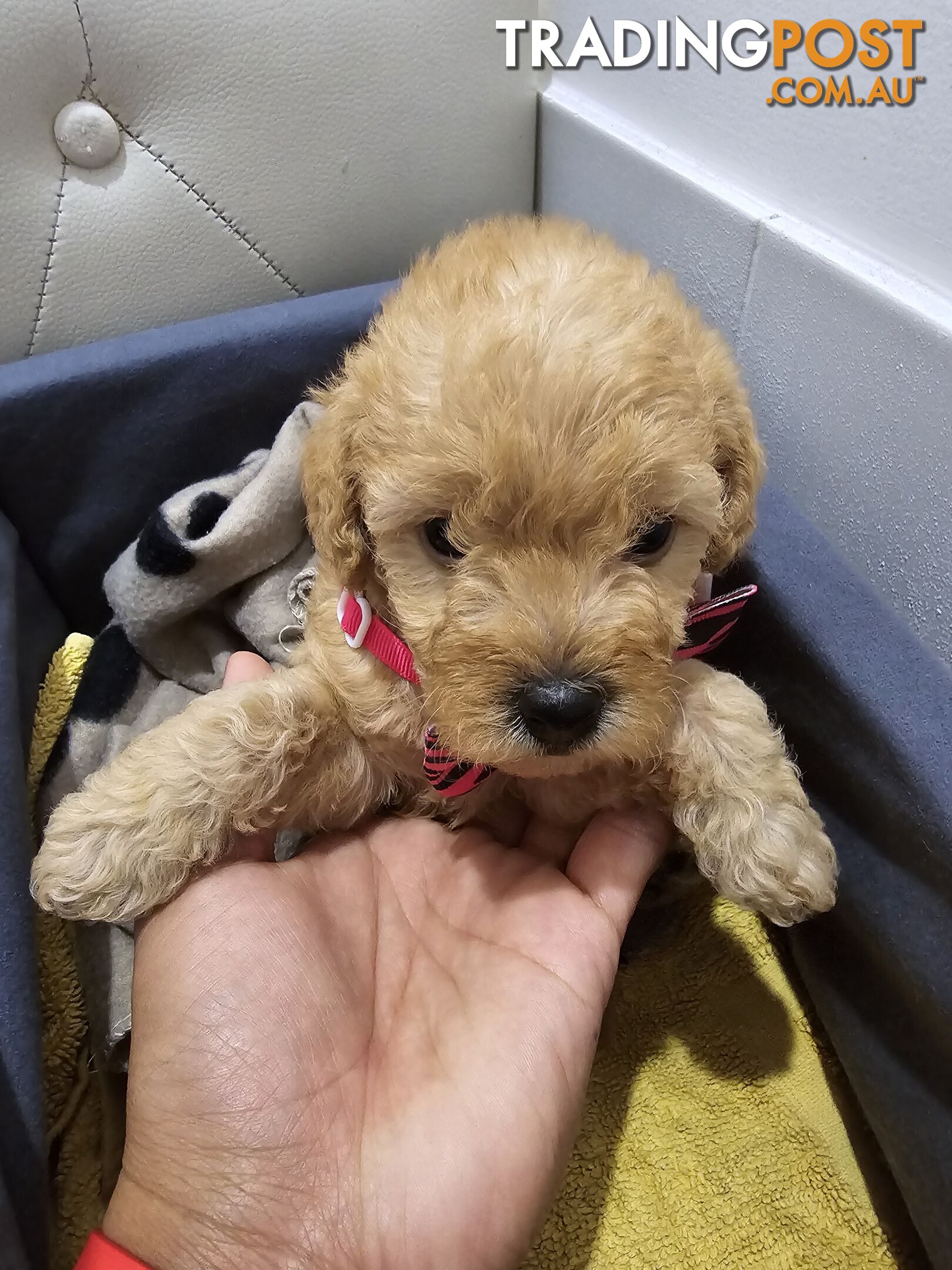 Adorable toy Cavoodle Puppies Looking for Loving Homes