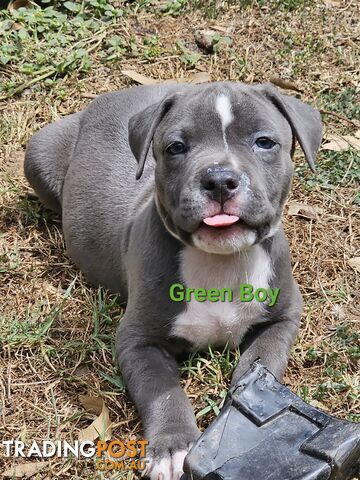 American Staffy