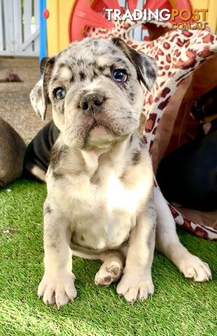 PEDIGREE FRENCH BULLDOG PUPPIES