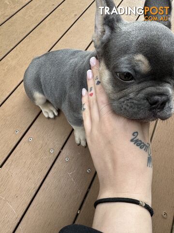 French Bulldog Male