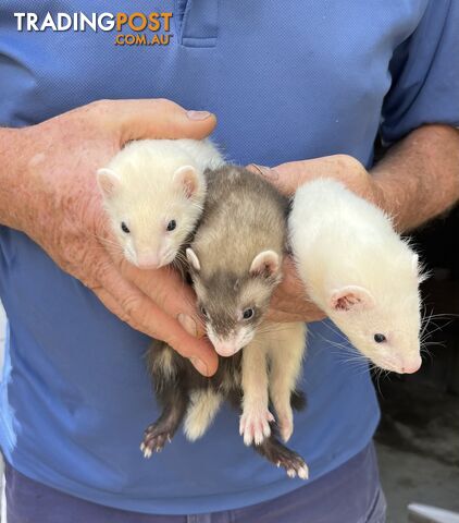 Ferrets - 4x White and 1x Polecat available