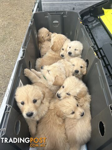 Purebred Golden Retrievers Free Transport