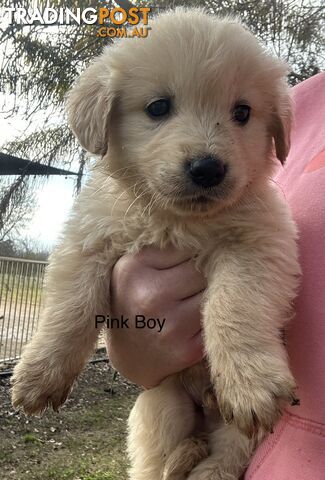 Purebred Golden Retrievers Free Transport