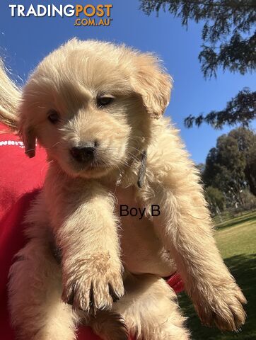 Purebred Golden Retrievers Free Transport