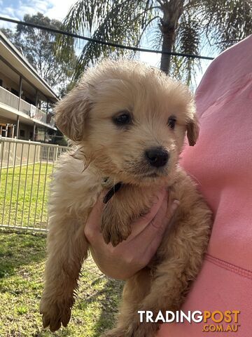 Purebred Golden Retrievers Free Transport