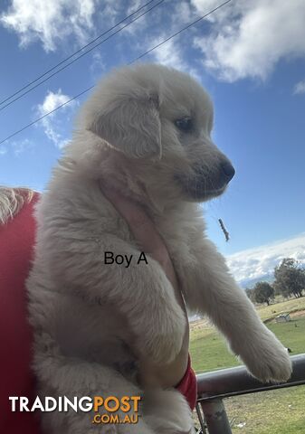 Purebred Golden Retrievers Free Transport