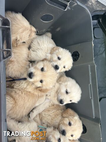 Purebred Golden Retrievers Free Transport