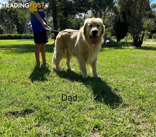 Purebred Golden Retrievers Free Transport