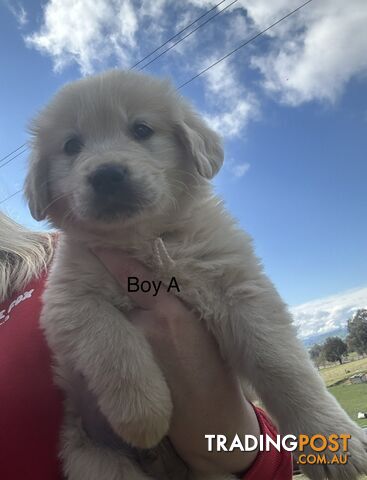 Purebred Golden Retrievers Free Transport