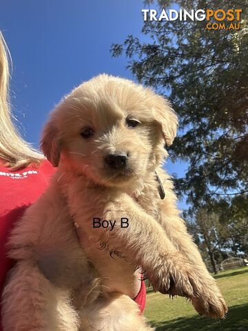 Purebred Golden Retrievers Free Transport