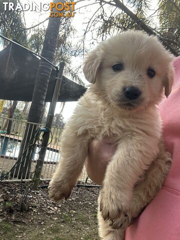 Purebred Golden Retrievers Free Transport