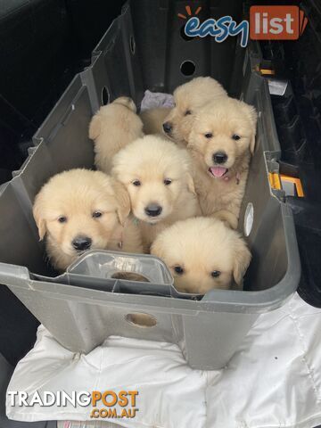 *Golden Retrievers Free Transport next week