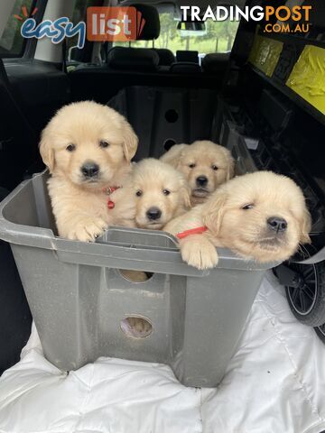 *Golden Retrievers Free Transport next week