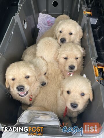 *Golden Retrievers Free Transport next week