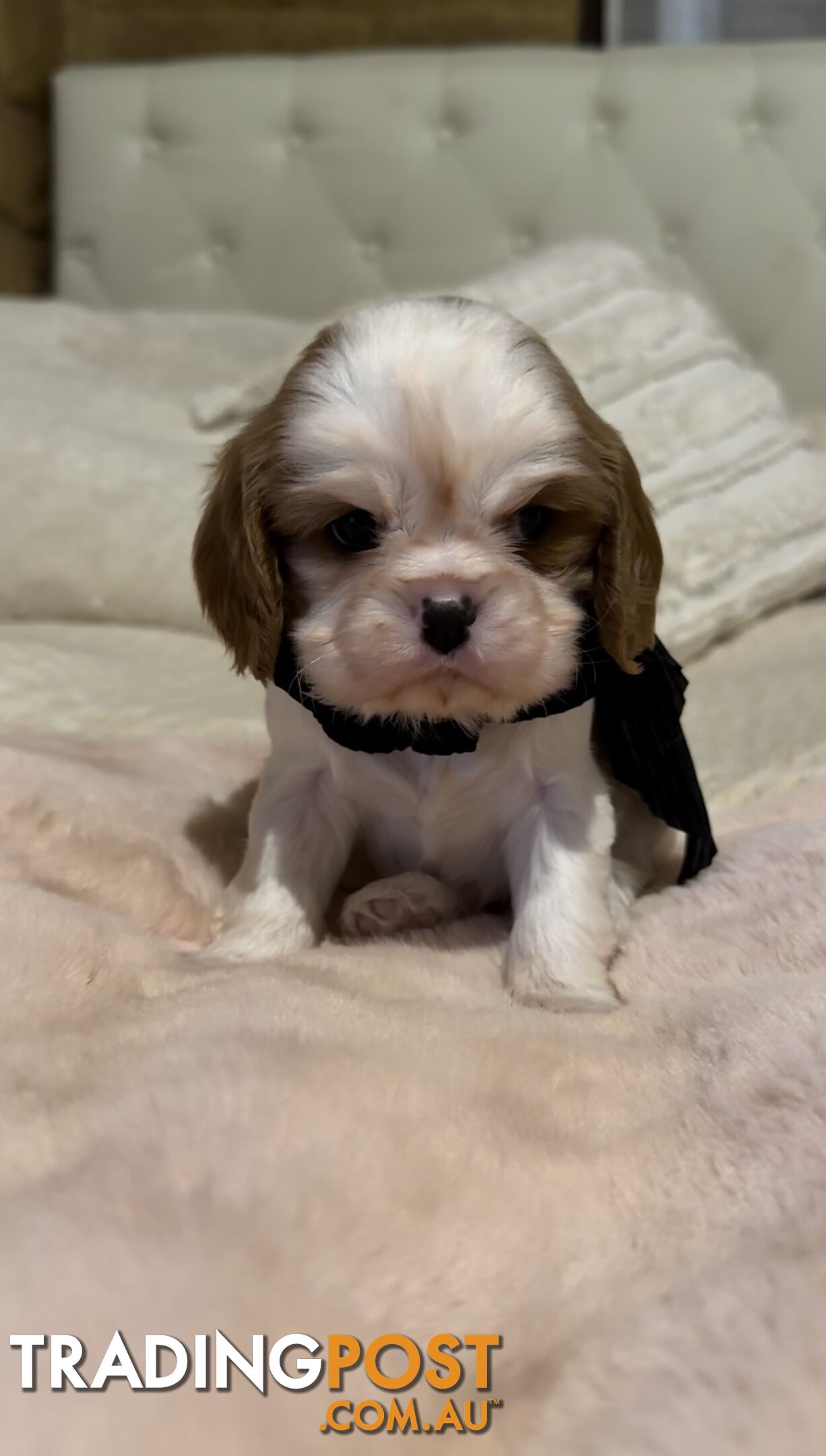 DNA CLEAR Cavalier King Charles Spaniel Puppies