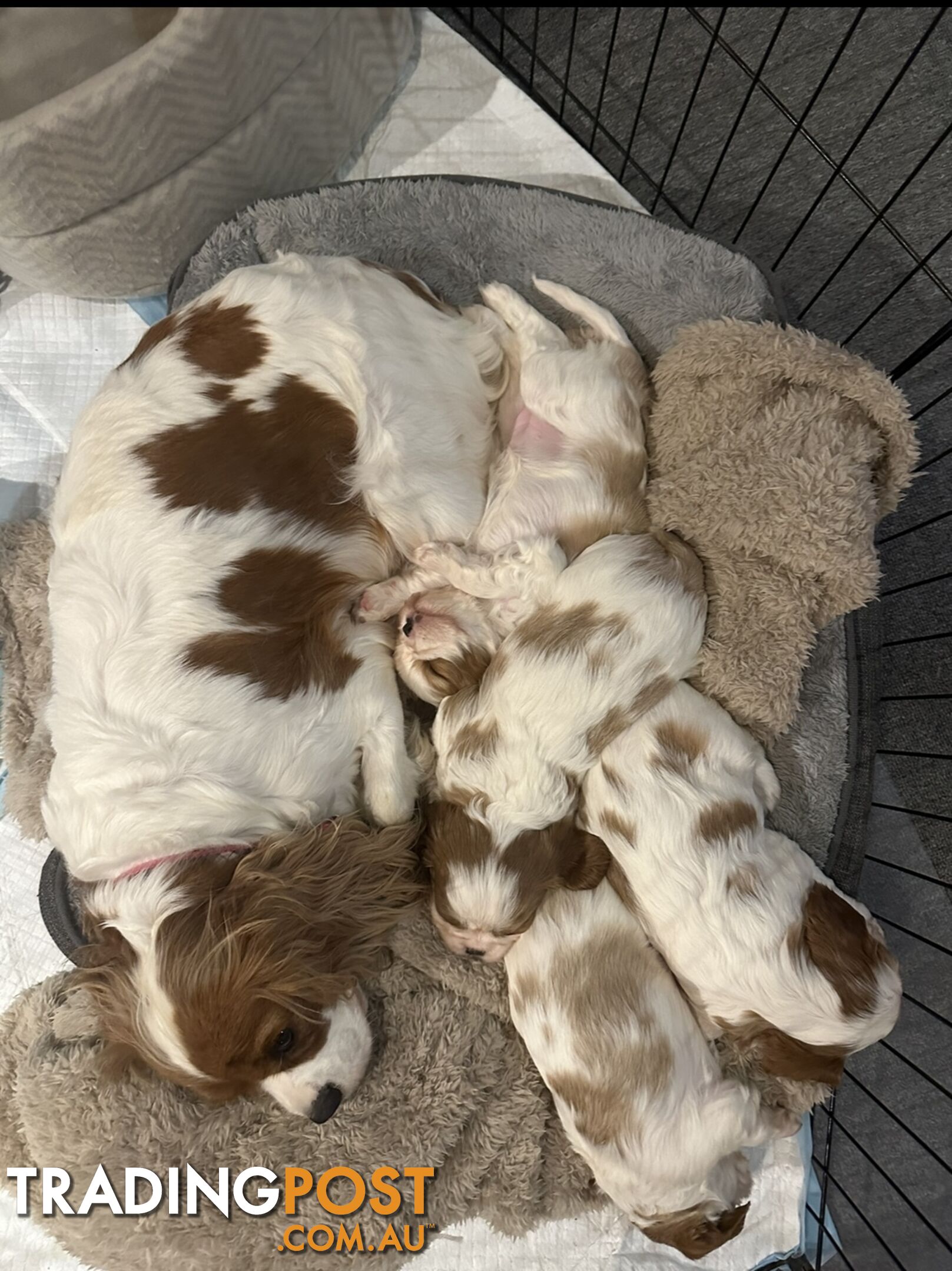 DNA CLEAR Cavalier King Charles Spaniel Puppies