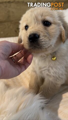 Purebred Golden Retrievers