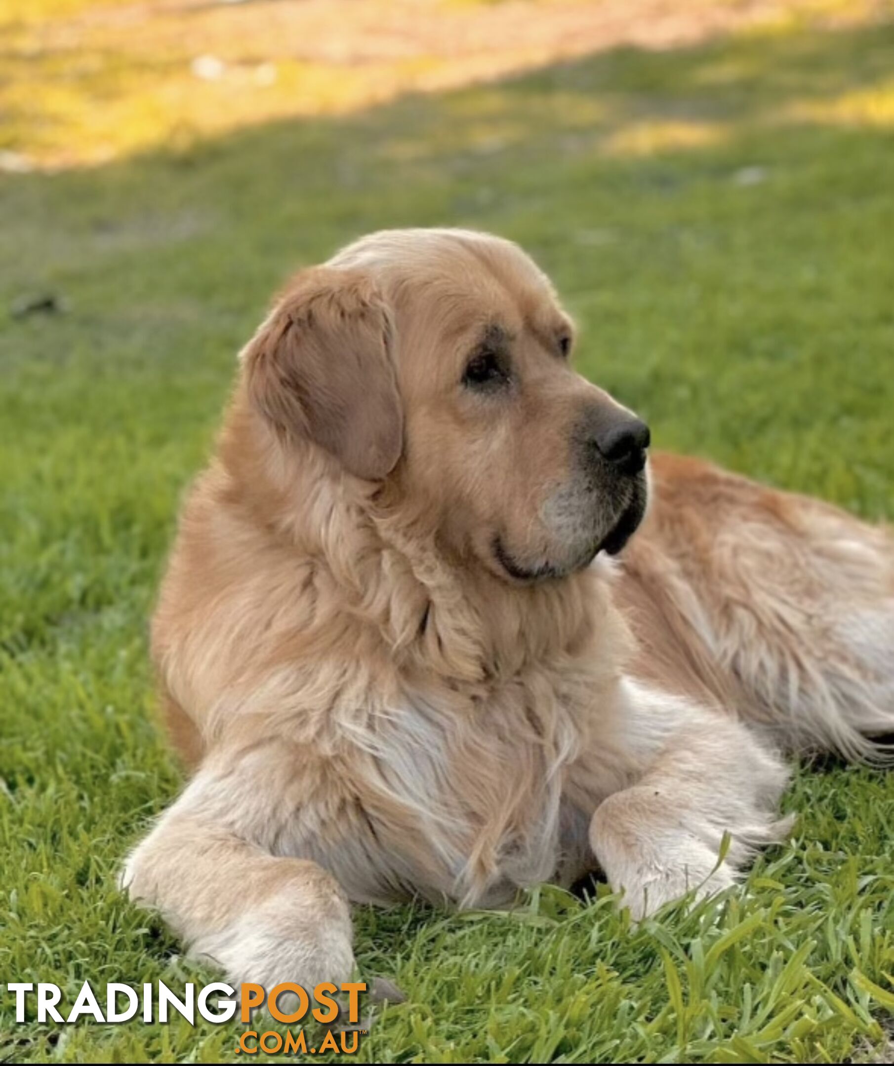 Purebred Golden Retrievers