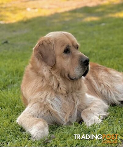 Purebred Golden Retrievers