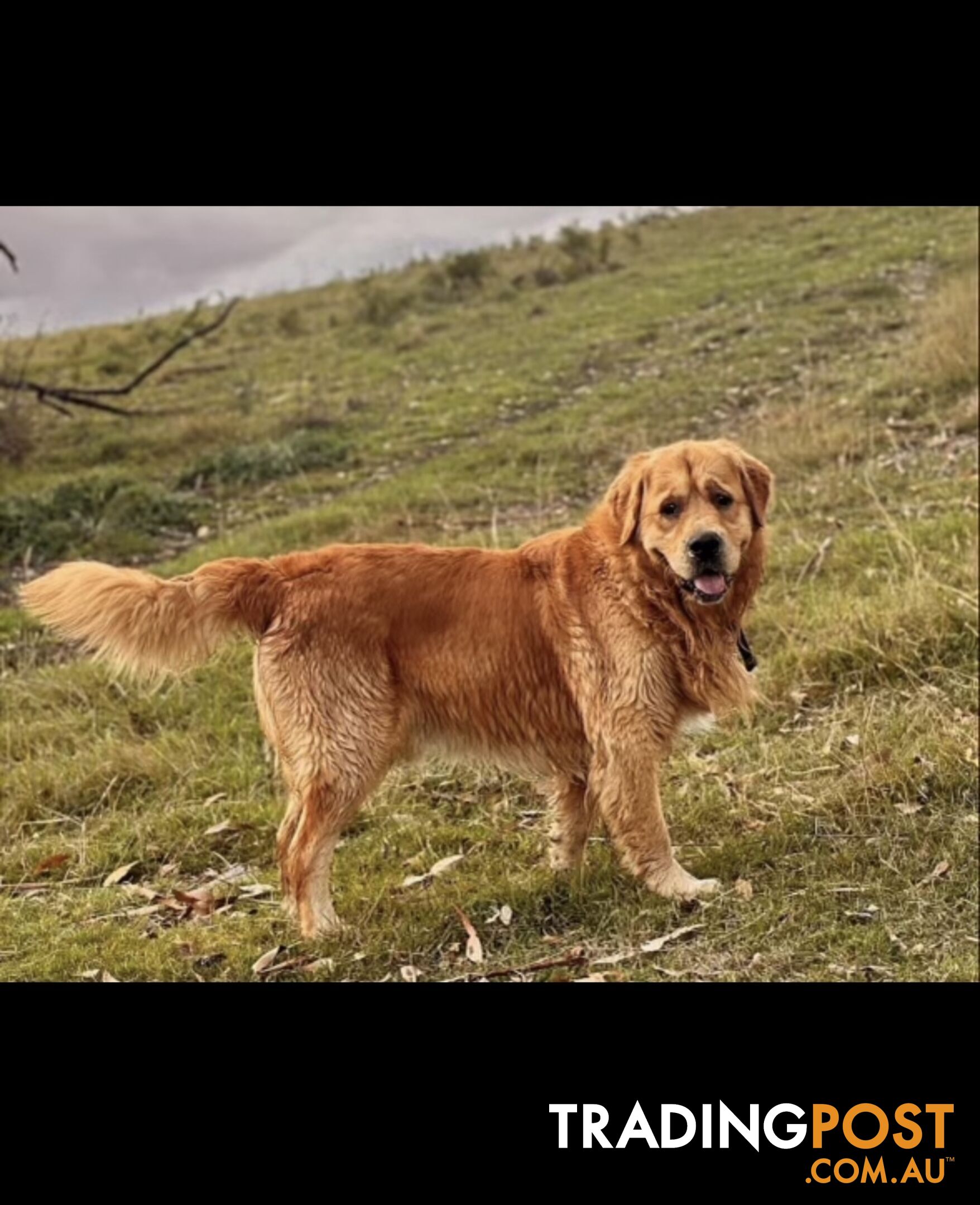 Purebred Golden Retrievers