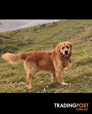 Purebred Golden Retrievers