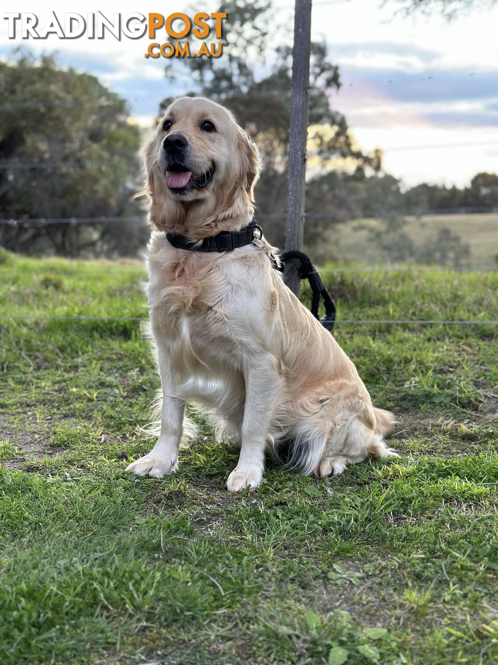 Purebred Golden Retrievers