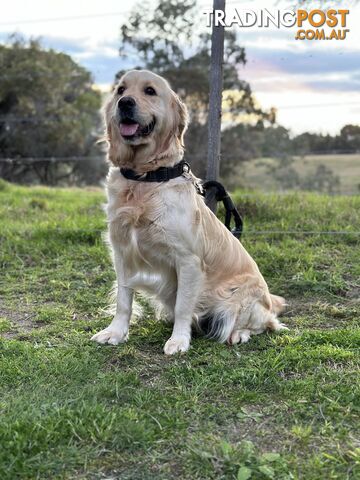 Purebred Golden Retrievers